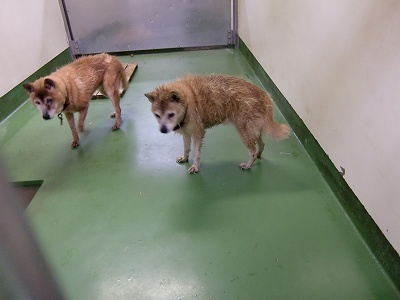 とらきち の ねこさん日記