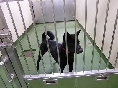 とらきち の ねこさん日記