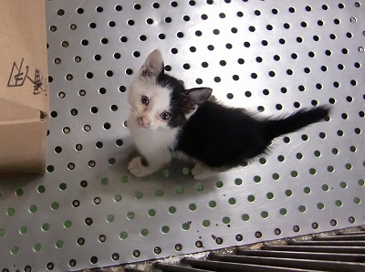 とらきち の ねこさん日記