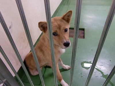 とらきち の ねこさん日記