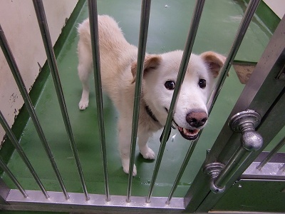 とらきち の ねこさん日記