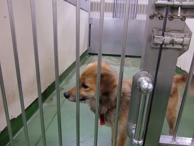 とらきち の ねこさん日記