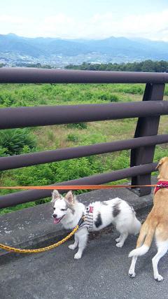 ひなたのヒナタぼっこ