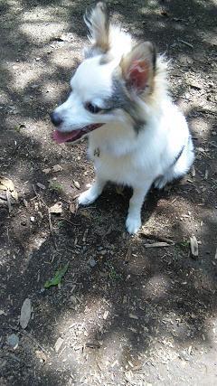 ひなたのヒナタぼっこ