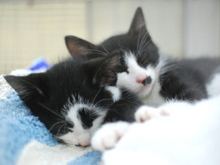 ぶぅぶぅ♪おぶぅやん ~チーム看板’s~