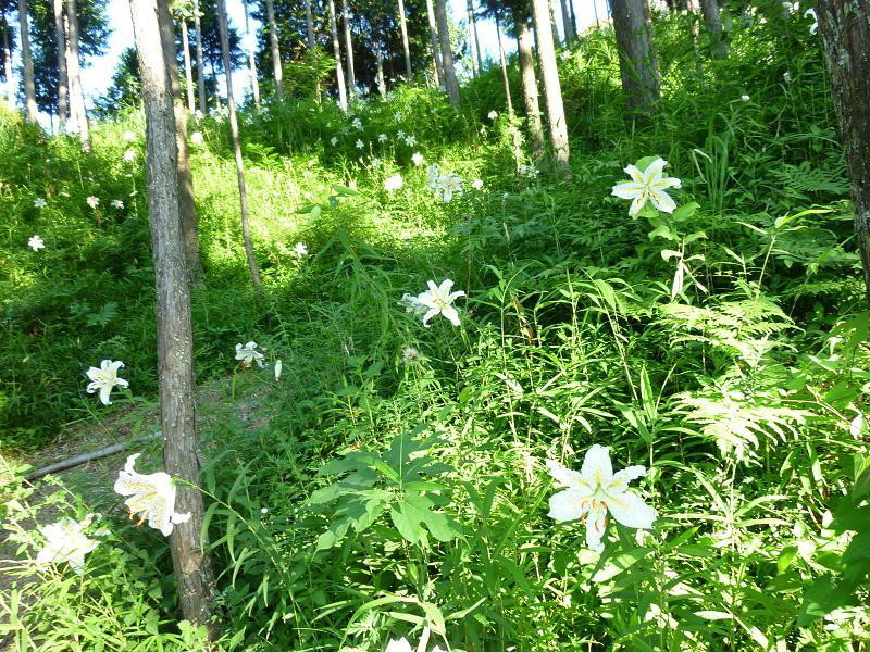 茨城県　行方市商工会-P1010354