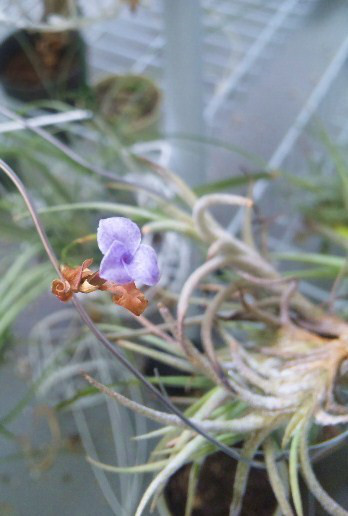 香りのあるチランジア Tillandsia