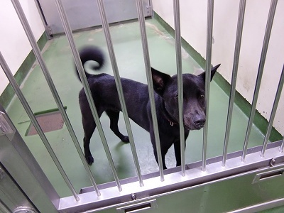 とらきち の ねこさん日記