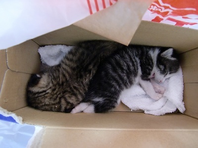 とらきち の ねこさん日記