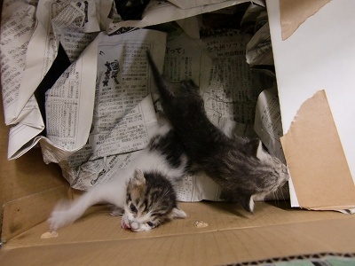 とらきち の ねこさん日記