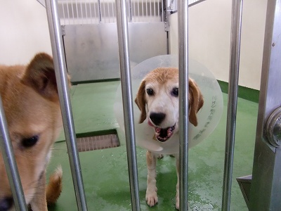 とらきち の ねこさん日記