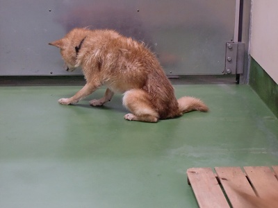 とらきち の ねこさん日記