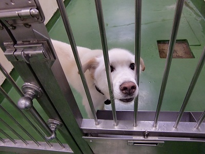 とらきち の ねこさん日記