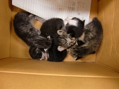 とらきち の ねこさん日記