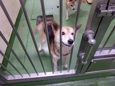 とらきち の ねこさん日記