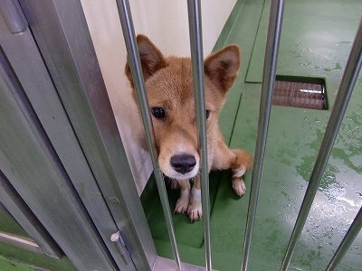 とらきち の ねこさん日記