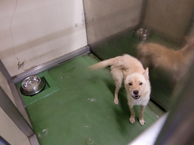 とらきち の ねこさん日記