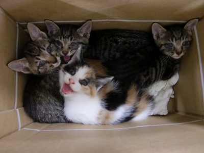 とらきち の ねこさん日記