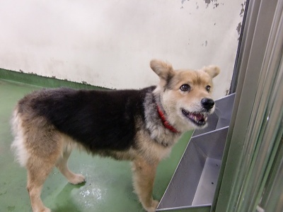 とらきち の ねこさん日記