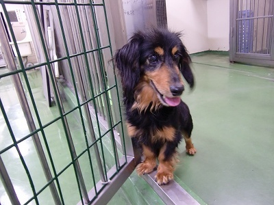 とらきち の ねこさん日記