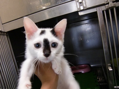 とらきち の ねこさん日記