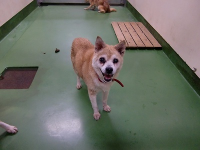 とらきち の ねこさん日記