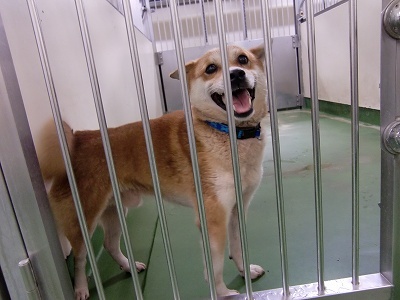 とらきち の ねこさん日記