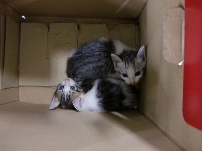 とらきち の ねこさん日記