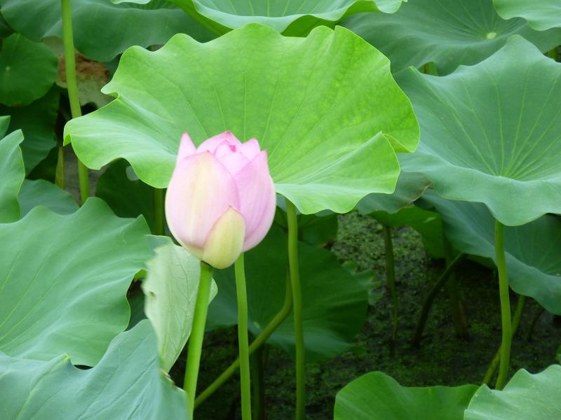 茨城県　行方市商工会-P1010793
