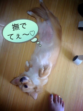 tomolog