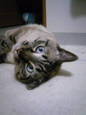クレイアートでつくる猫 nekonoのブログ