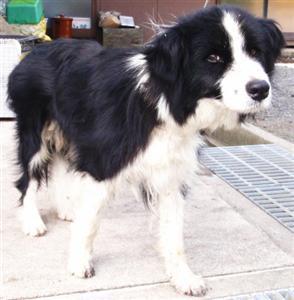 $ふかふか * ぽかぽか