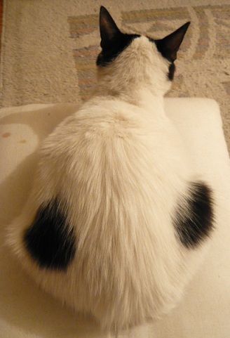 おし乃はんの猫つれづれ