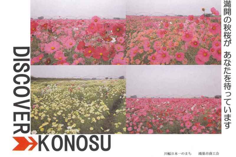 ひな人形と花のまち・埼玉県【鴻巣市商工会】-ＤＩＳＣＯＶＥＲ→ＫＯＮＯＳＵ
