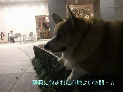 レインボーカラー東京タワー・芝夜のパトロール・どすこい空が行く・☆*ﾟ ゜ﾟ*☆*ﾟ ゜ﾟ*