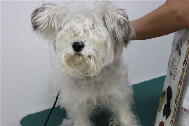 保護犬バンビ　まりも生活に入りました。
