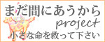 豆柴　お嬢にゾッコン