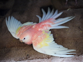アキクサインコの色種 オールキャスト 特別ゲストでご紹介 神様からの預かり物 うちのアキクサインコ セキセイ達 アキクサインコの色種 オールキャスト 特別ゲストでご紹介 神様からの預かり物 うちのアキクサインコ セキセイ達