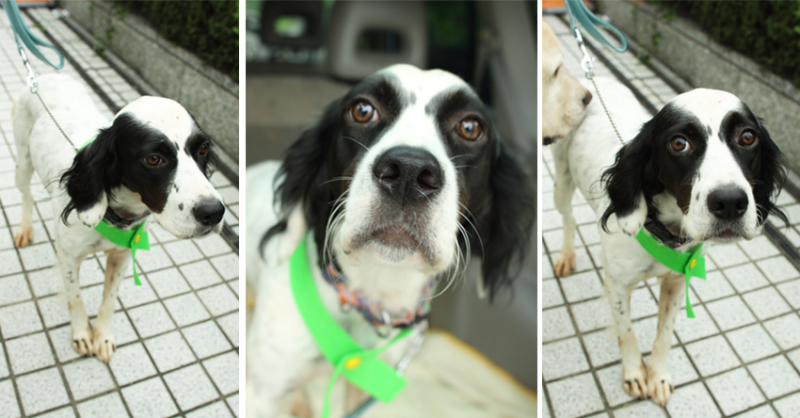 犬の里親募集中♪  ペットショップにいくまえに!!