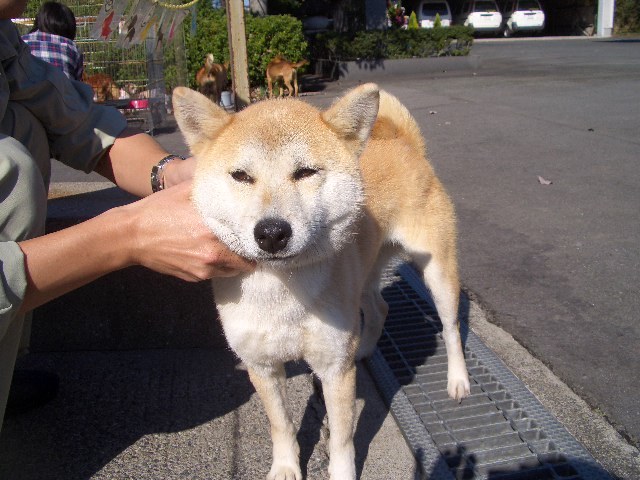 kokoさくらのブログ