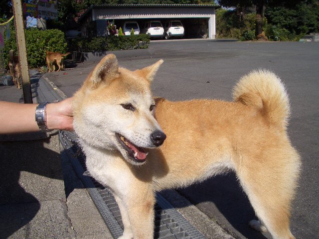 kokoさくらのブログ