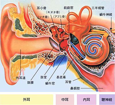 中耳前庭 中耳前庭是什么原因 小儿内耳前庭是什么 中耳前庭发育