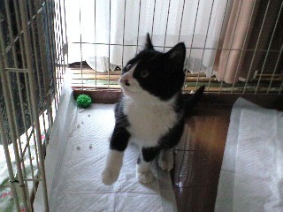 ずれずれブログ…湘南で猫と暮らせば…