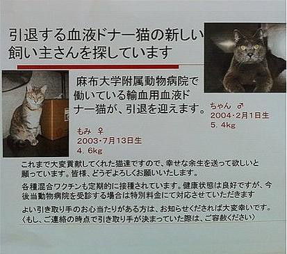 里親募集です 神奈川県 麻布大学付属動物病院でのドナー猫たち 黒猫片目ジャックが語るブログ