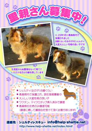 シェルティズ アトム&レオ~♪