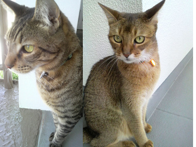 クレイアートでつくる猫 nekonoのブログ