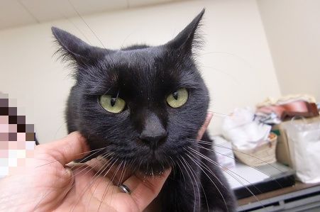 とらきち の ねこさん日記