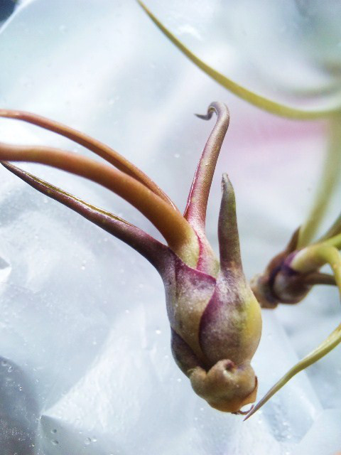 Tillandsia Bulbosa Tillandsia