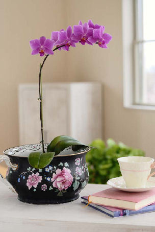 窪田千紘・ビジュアルパワー（旧雑誌に公開されない素敵なインテリアのヒント）