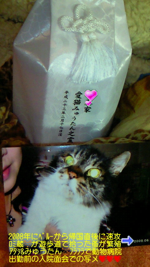 ★☆★ｵﾊﾗｼｮｰｺ肉わぁーるど★☆★-NEC_3582.jpg